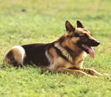 Adestramento de cães em Chapecó